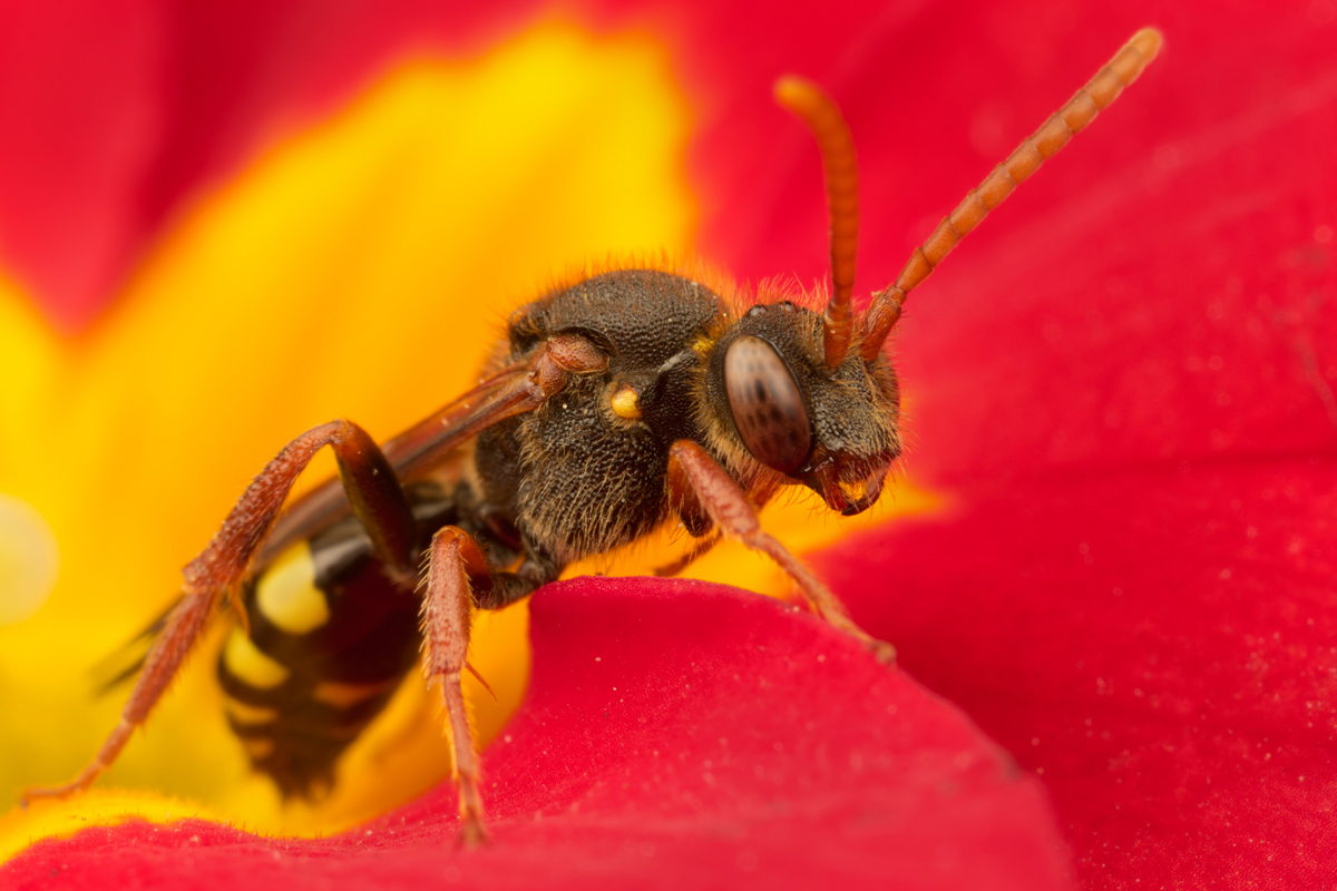 Nomada Bee 4